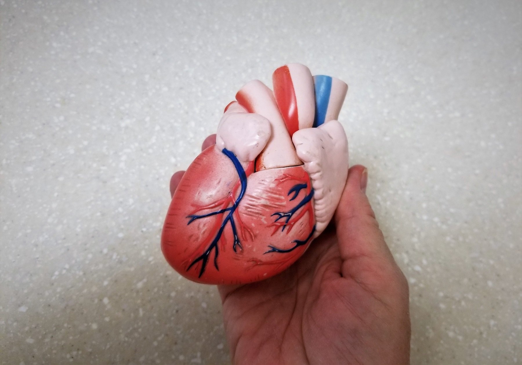 human-heart-heart-health-organ-donor-2021-09-13-09-40-21-utc
